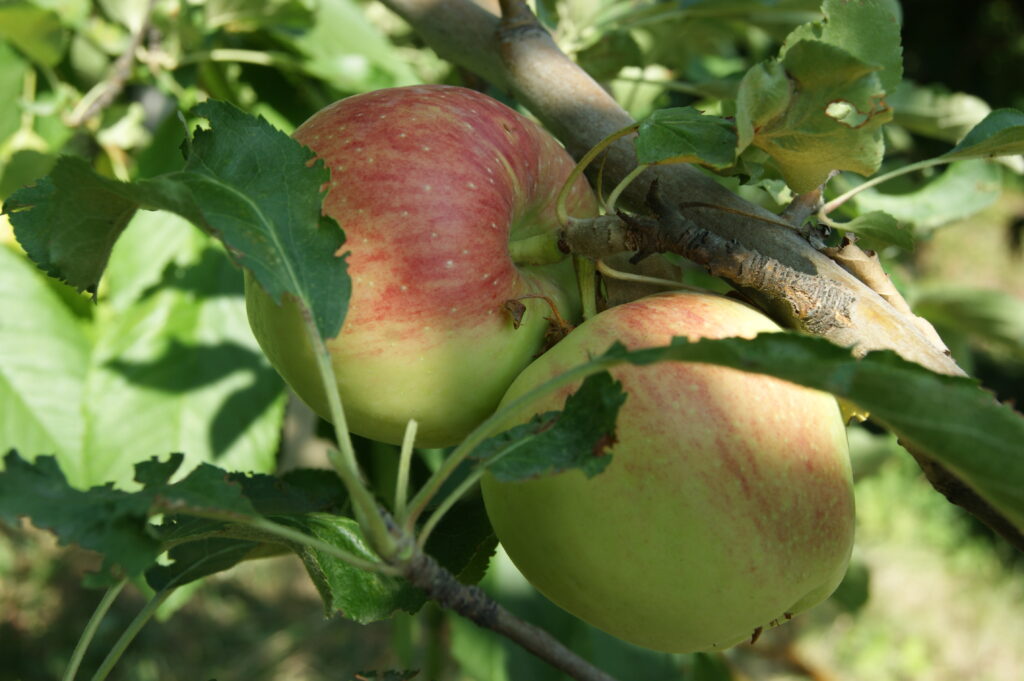 Исследователи из Германии шокированы уничтоженными яблоневыми садами в предгорьях Алматы