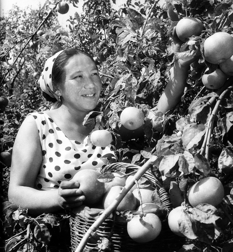 В Алматы снова будут расти яблоневые сады