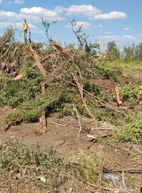 Ақтөбеде Абай паркі үшін тұтас орман кесілмек.