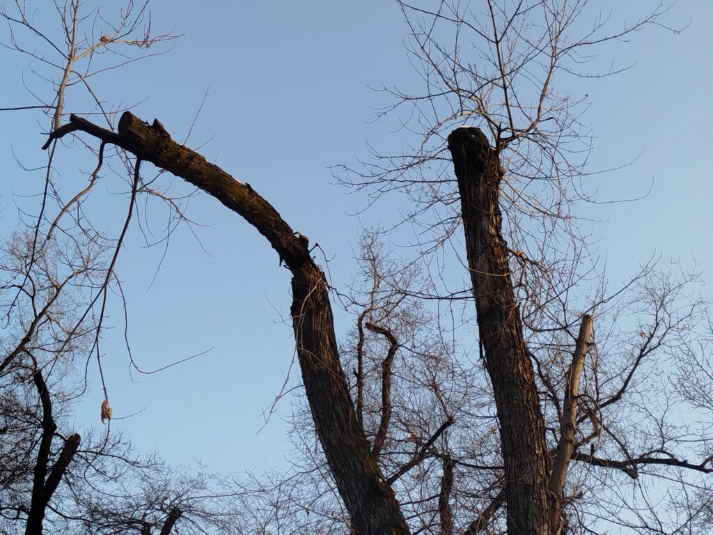 Сквер, которому не повезло