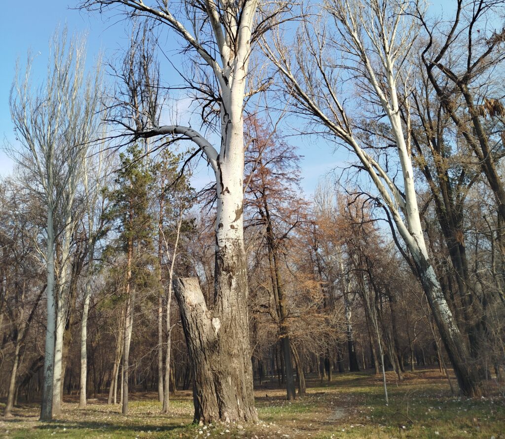 Что не так в самом старом алматинском парке?